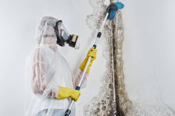Best Basement Mold Remediation in Converse, IN