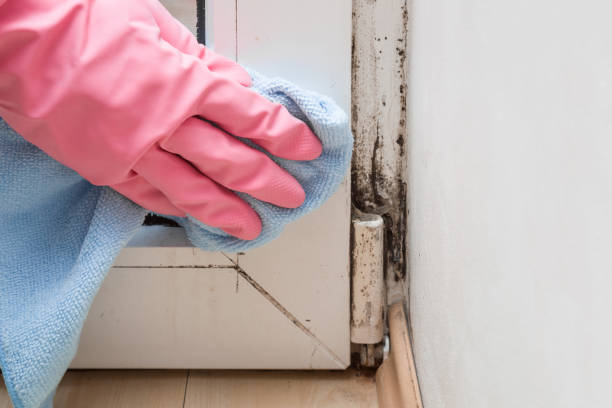 Best Attic Mold Remediation in Converse, IN